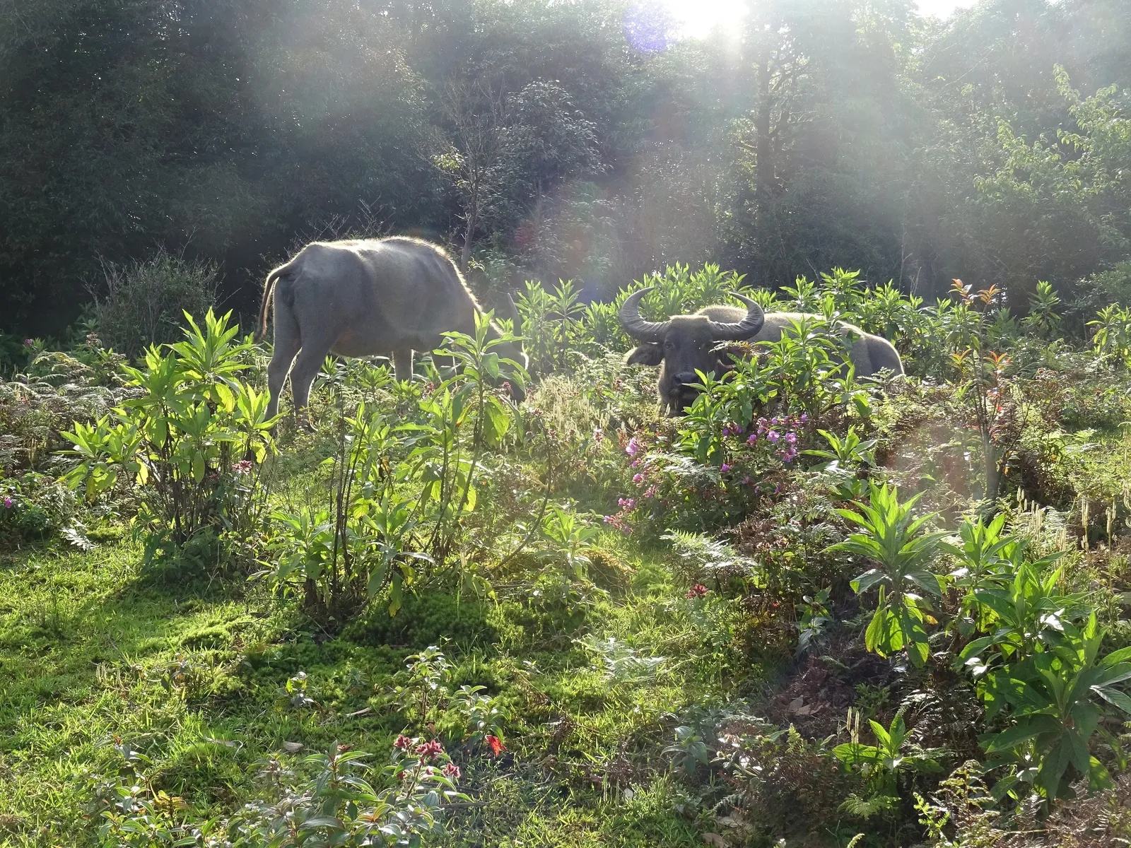 Water buffaloes graze among wildflowers in a sunlit forest clearing in the Hoang Lien Son mountains, Lai Chau.