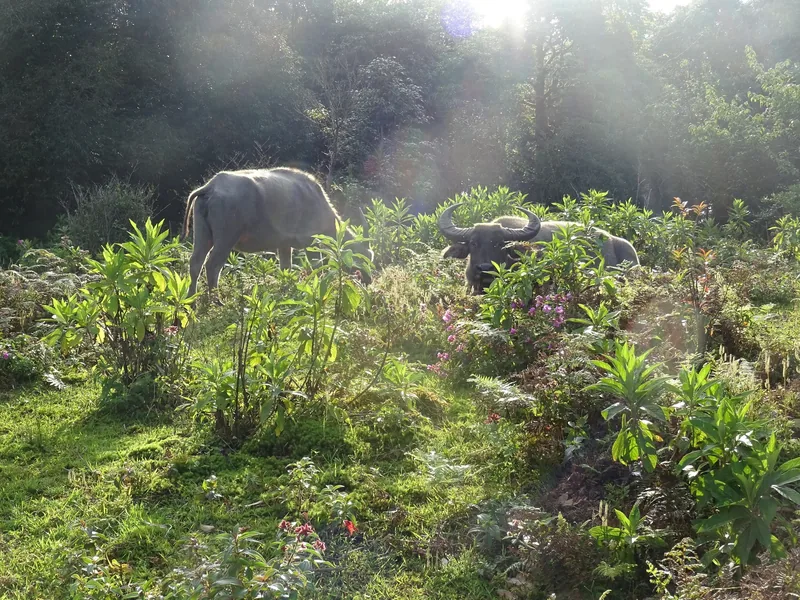 Water buffaloes graze among wildflowers in a sunlit forest clearing in the Hoang Lien Son mountains, Lai Chau.