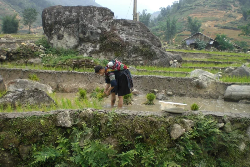 A farmer in traditional attire plants rice seedlings in a terraced paddy near large boulders in Lai Chau.