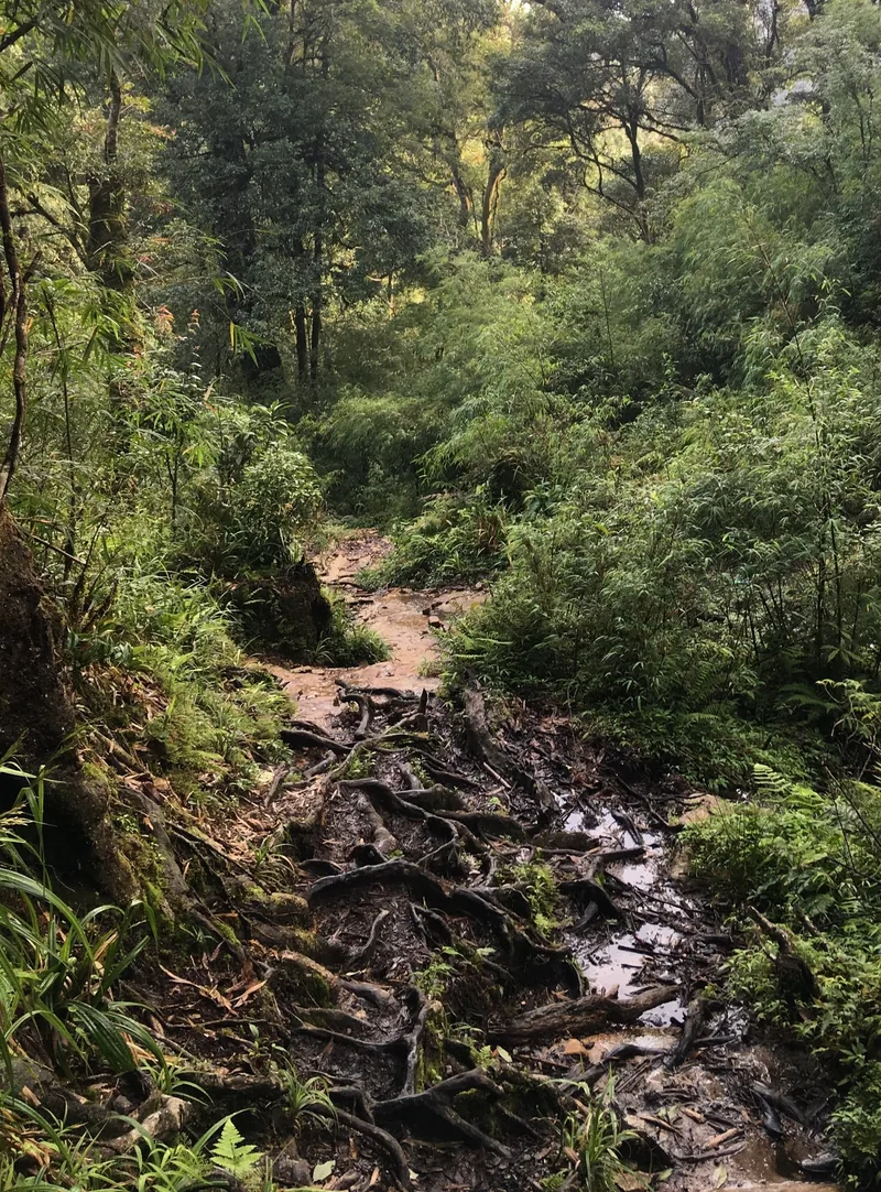 A muddy jungle trail tangled with tree roots winds through dense forest on the way to Fansipan, Lai Chau.