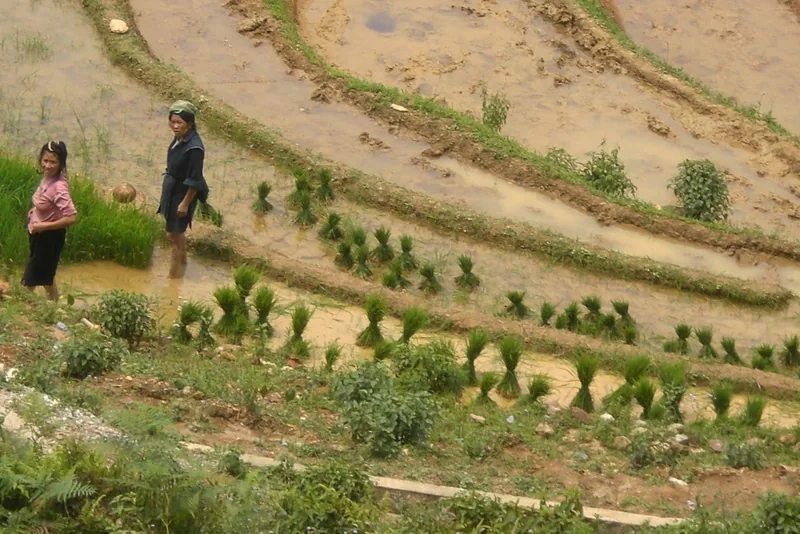 Two women in traditional dress plant rice seedlings in a muddy terraced field in Lai Chau