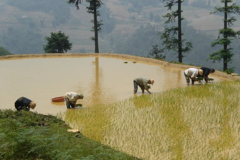 Farmers plant rice seedlings in a flooded terrace field surrounded by hills in Lai Chau.