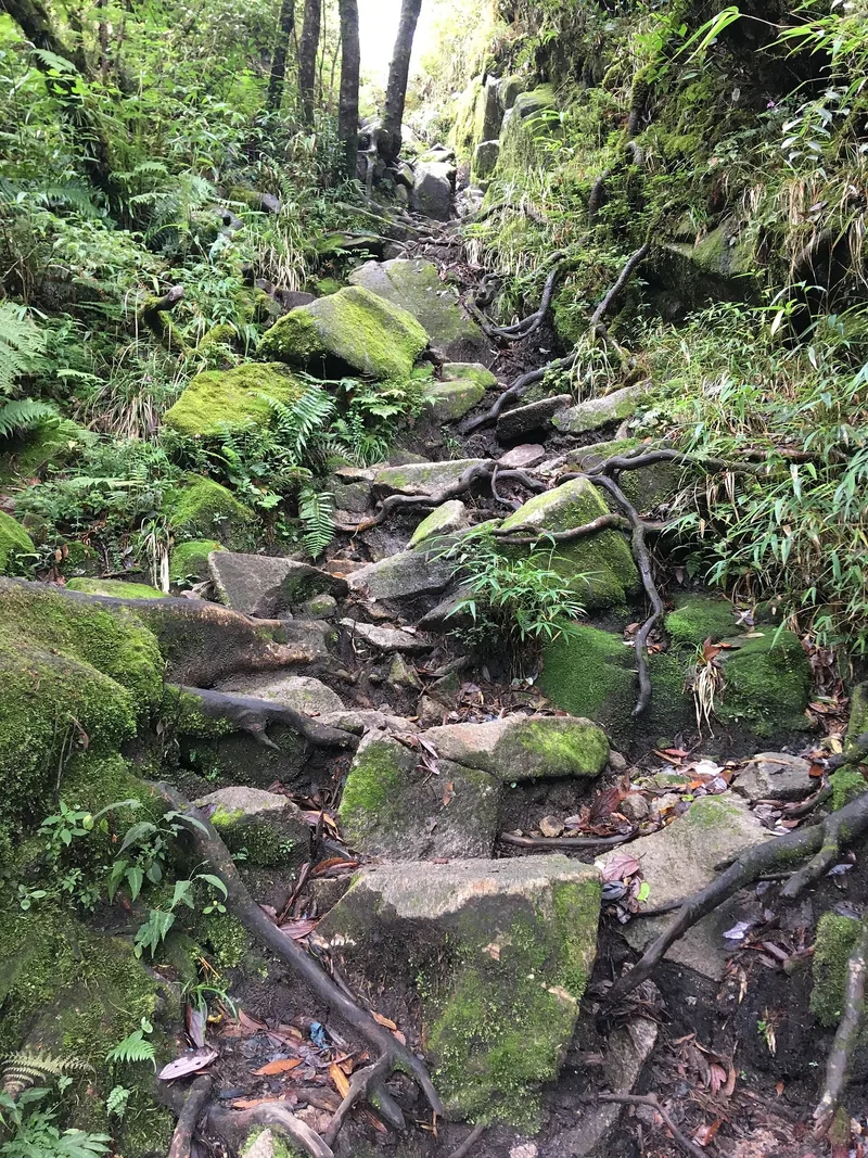A steep, rocky trail winding through mossy stones and tree roots on the way to Fansipan in Lai Chau.