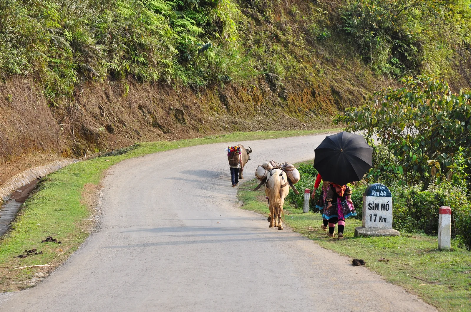 A local woman with an umbrella walks beside a laden ox along a mountain road near Sin Ho, Lai Chau.