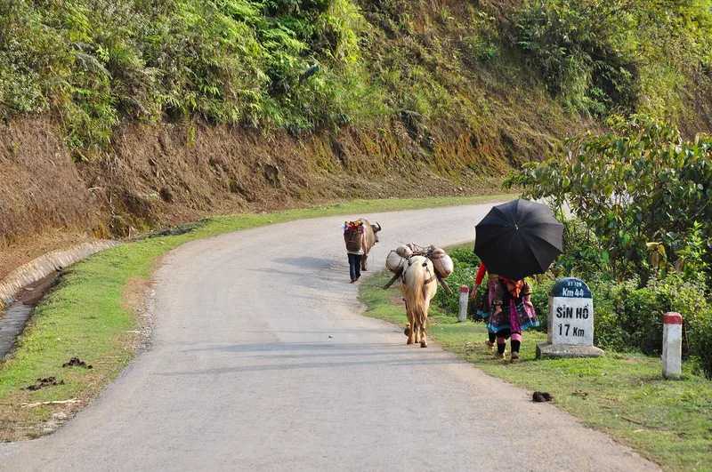 A local woman with an umbrella walks beside a laden ox along a mountain road near Sin Ho, Lai Chau.